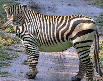 stage fright neuroplasticity Leopard can Change it's Spots