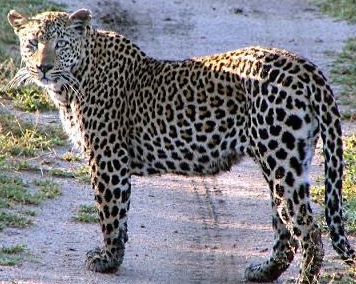 stage fear neuroplasticity leopard with spots